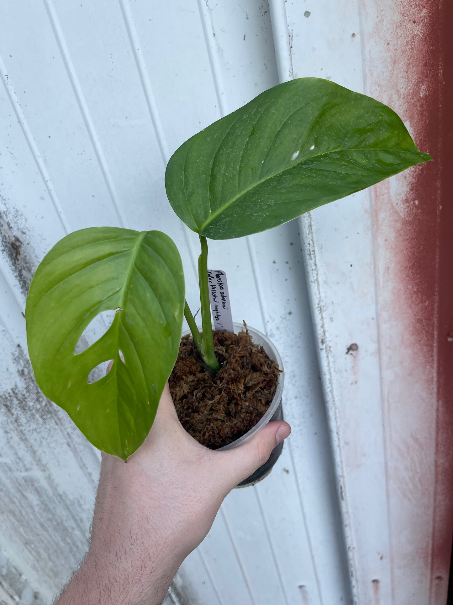 monstera adansonii without holes Monstera adansonii (Southern Pacific Watershed form) *RARE*