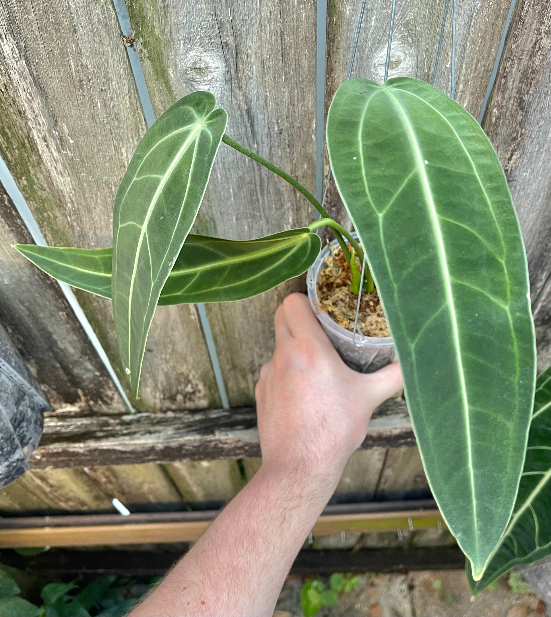 Anthurium 'Warocqueanum' 2.5号 Anthurium warocqueanum 2.5