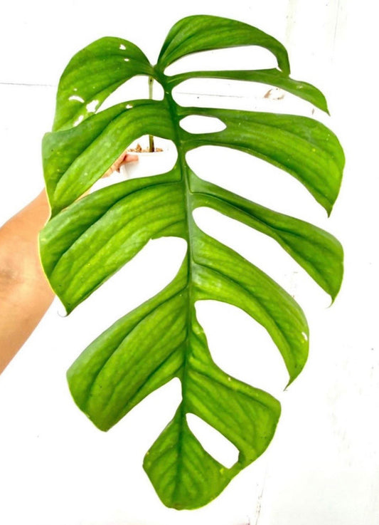 Monstera obliqua “Huanuco”