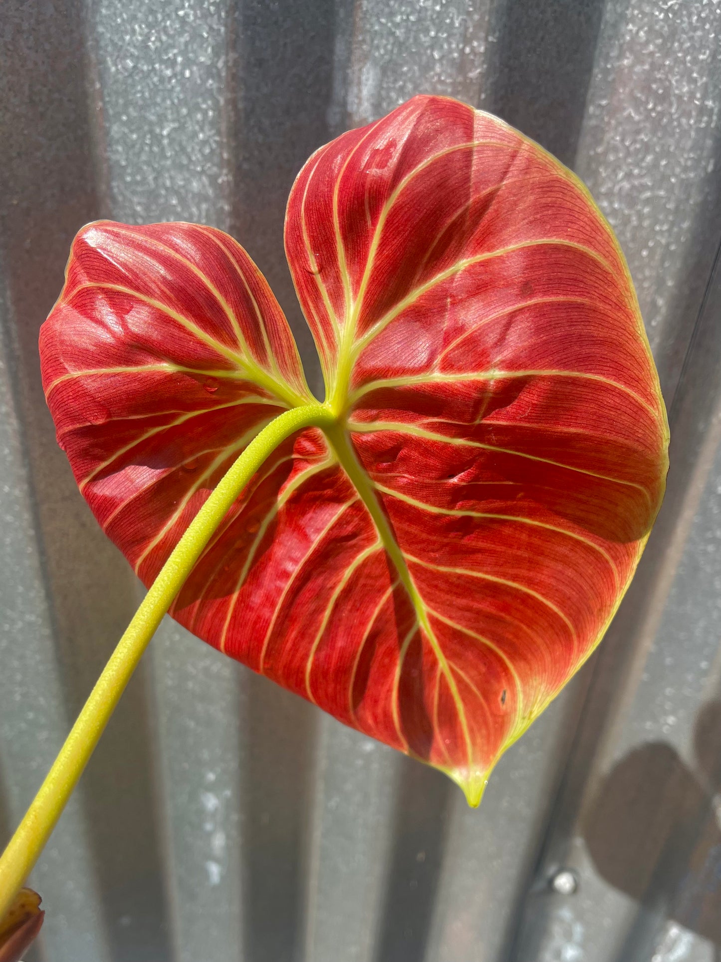 Philodendron rubrijuvenilum “El Choco Red”