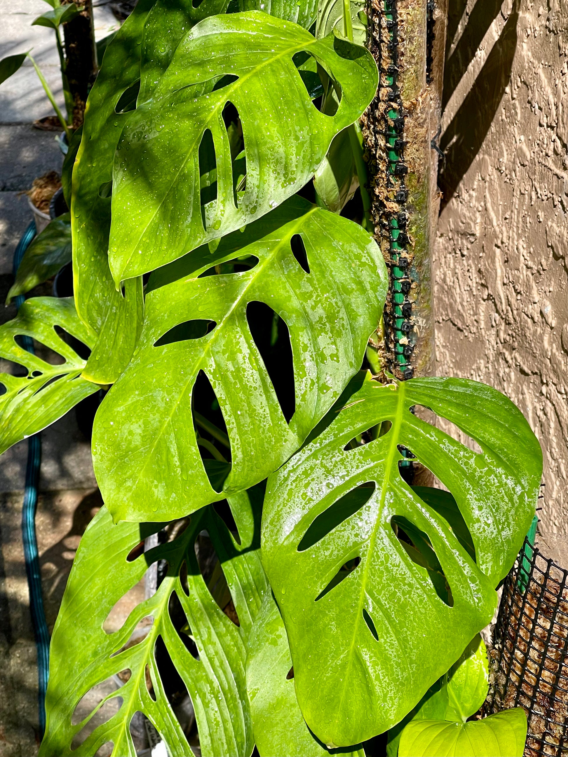monstera adansonii leaf size Monstera adansonii (Southern Pacific Watershed form) *RARE*