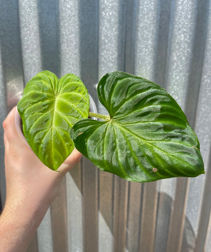 Philodendron verrucosum 2