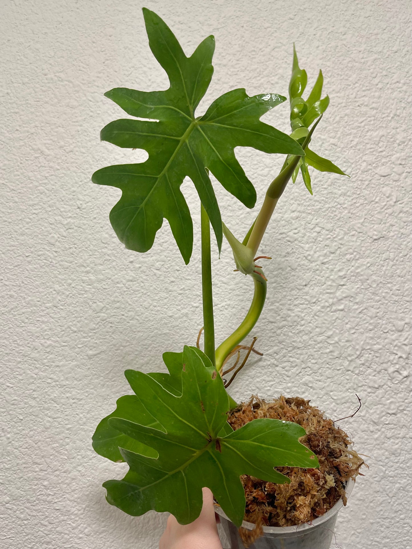 Philodendron radiatum