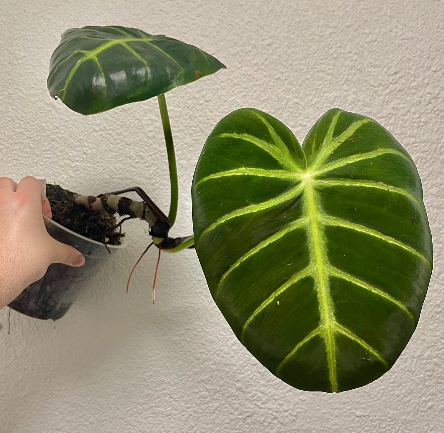 Philodendron luxurians