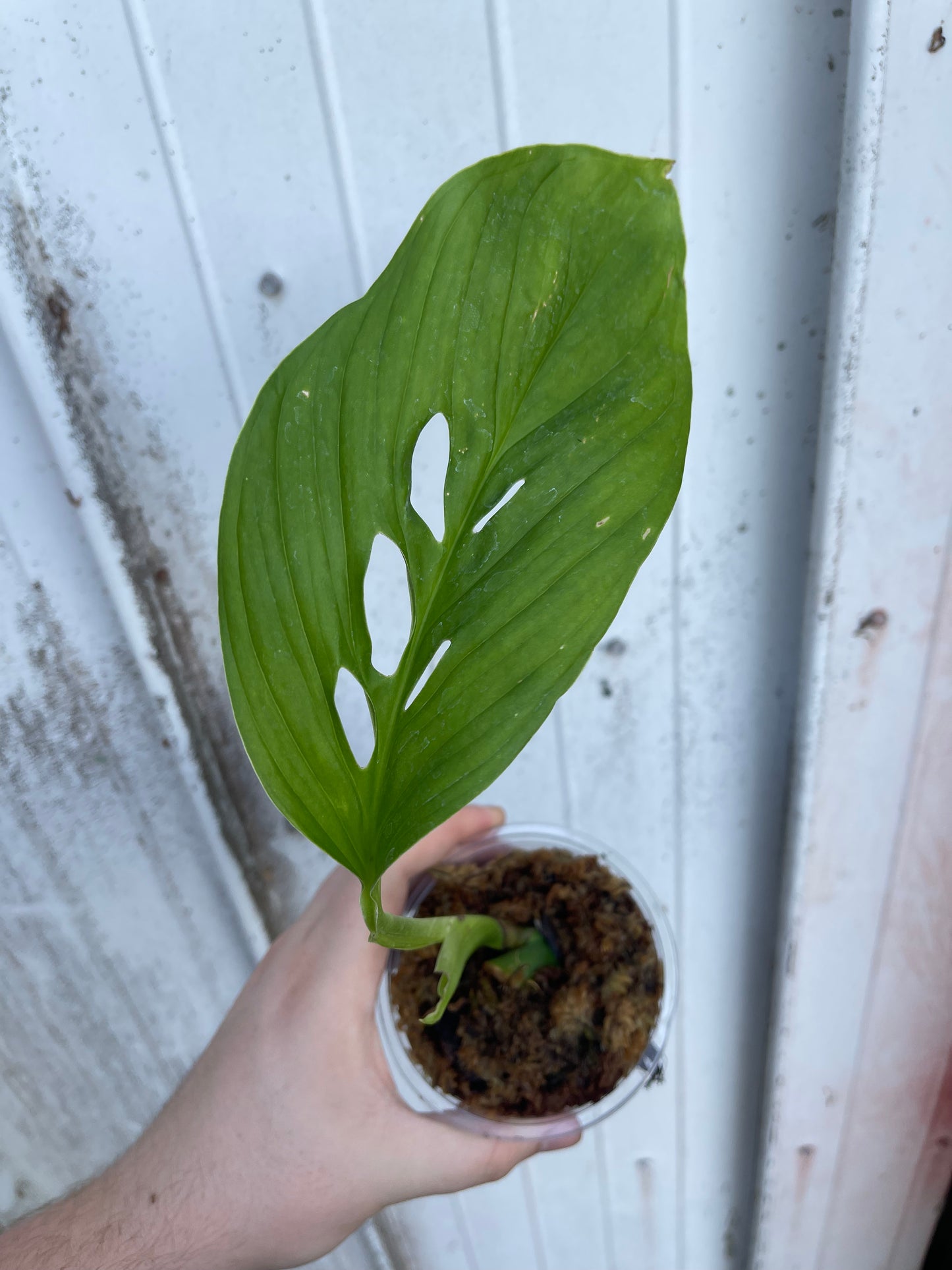 Monstera cf. ‘lechleriana’