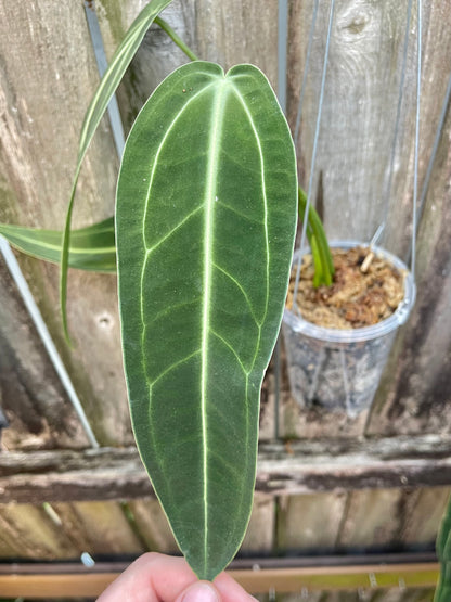 Anthurium warocqueanum “Dark & Narrow”