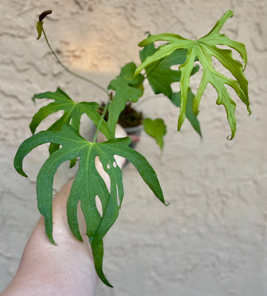 Anthurium podophyllum