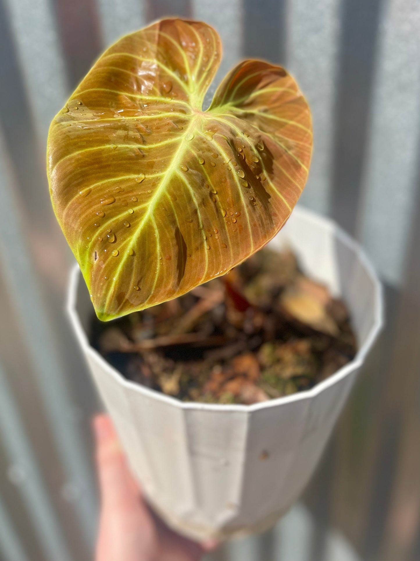 Philodendron rubrijuvenilum “El Choco Red”