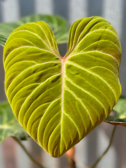 philodendron pangui sunset Philodendron verrucosum “Amazon Sunset” – AABexotics