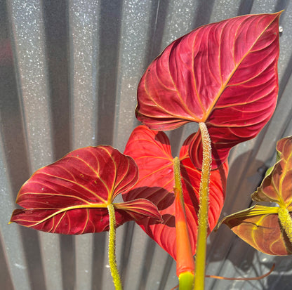 philodendron amazon spirit Philodendron verrucosum “Amazon Sunset” – AABexotics