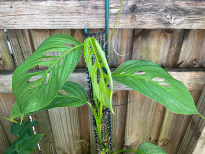 Monstera cf. ‘lechleriana’