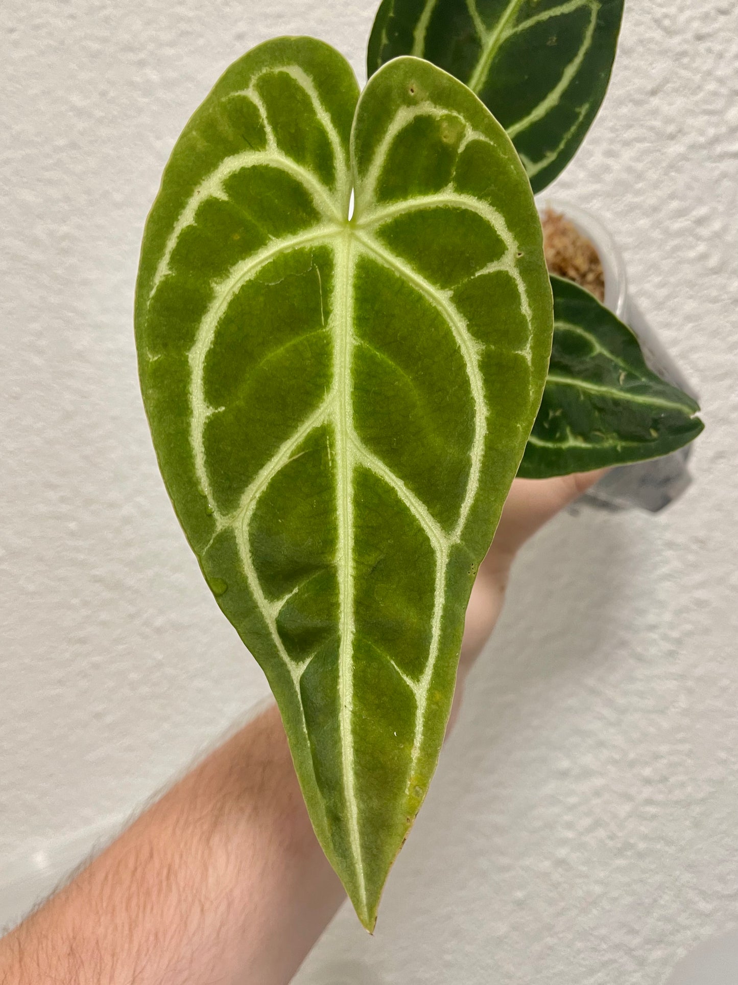 Anthurium regale “sharp”