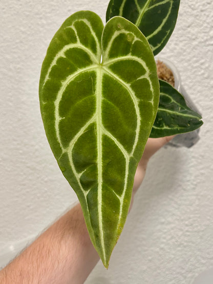 Anthurium regale “sharp”