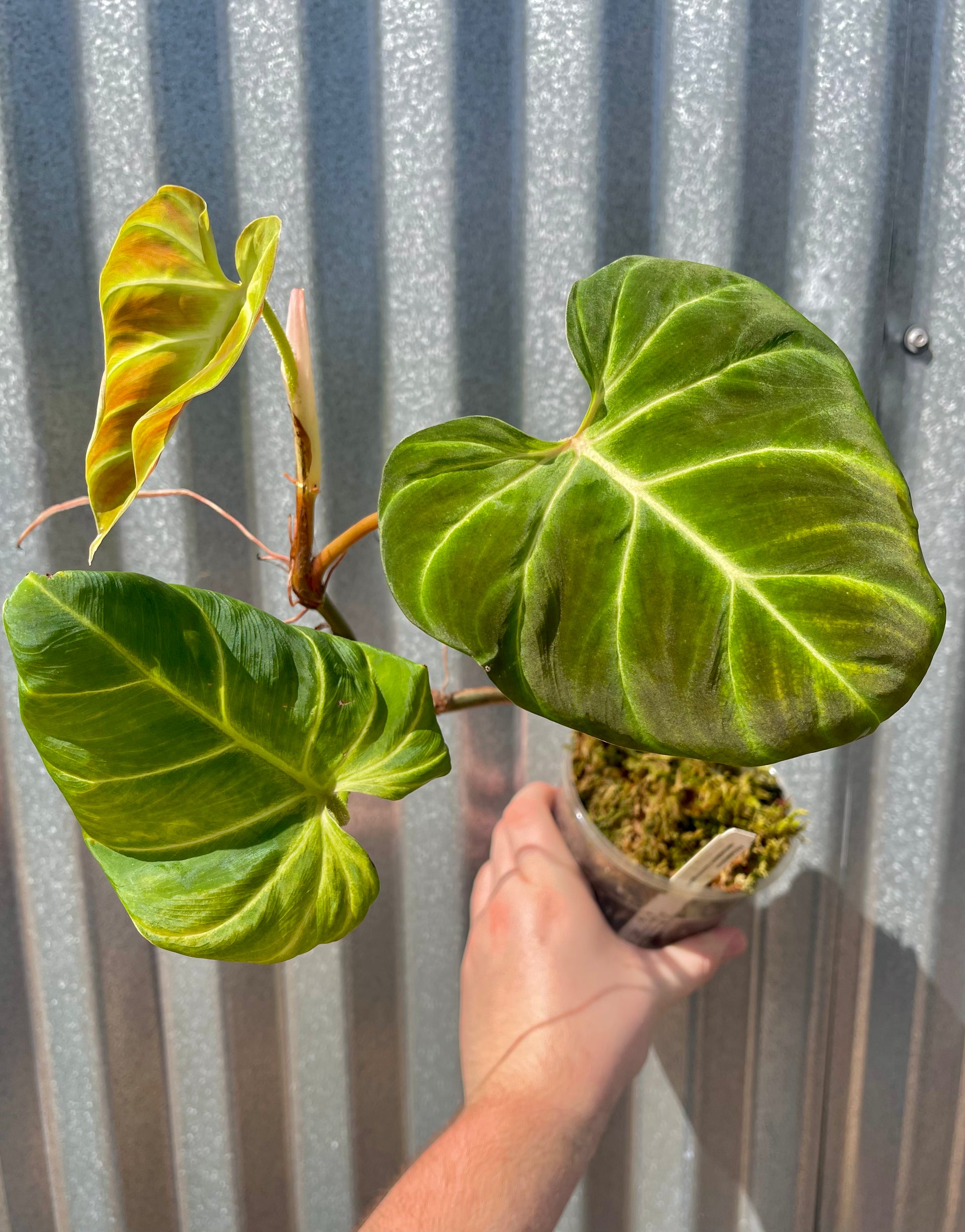 philodendron verrucosum san miguel Philodendron verrucosum “Hummingbird” – AABexotics