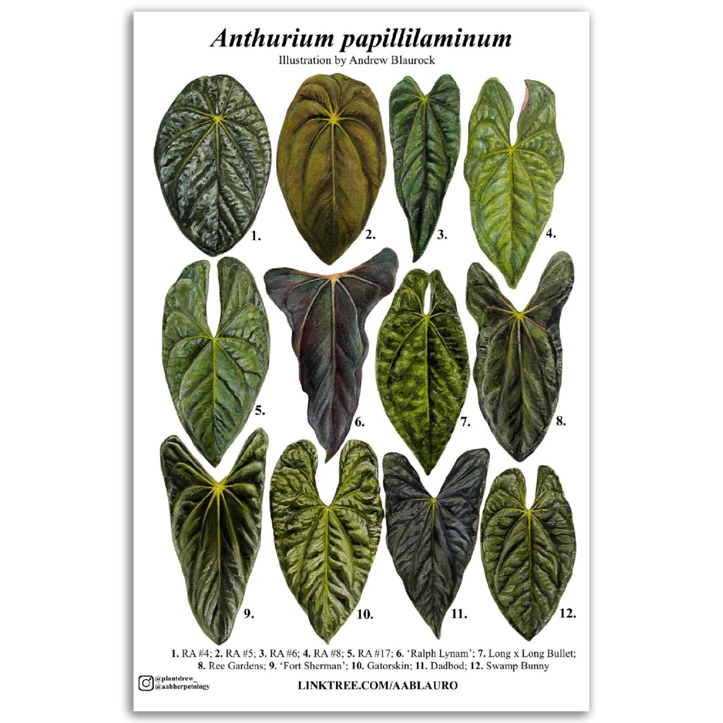 Anthurium papillilaminum clones - Classic Semi-Glossy Paper Poster