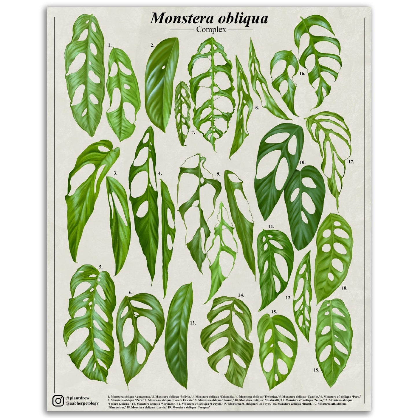 Monstera obliqua complex - Classic Semi-Glossy Paper Poster