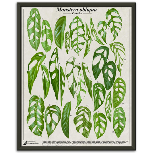 Monstera obliqua complex - Premium Semi-Glossy Paper Poster [Metal Framed]