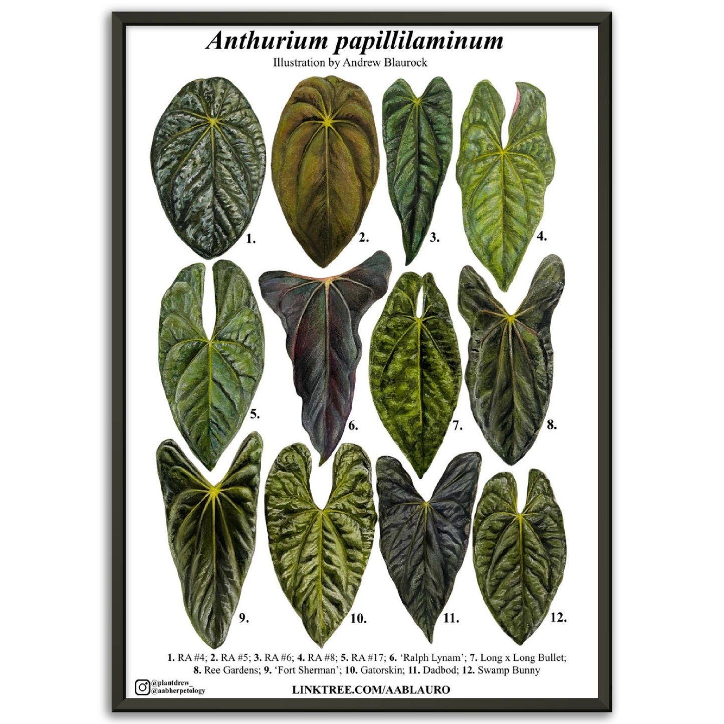 Anthurium papillilaminum - Premium Semi-Glossy Paper Poster [Metal Framed]