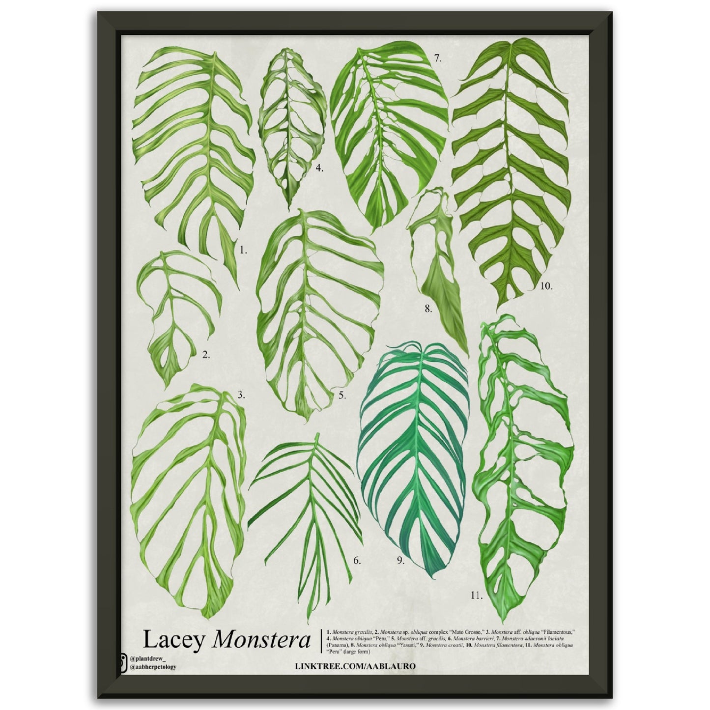 Lacey Monstera - Premium Semi-Glossy Paper Poster [Metal Framed]