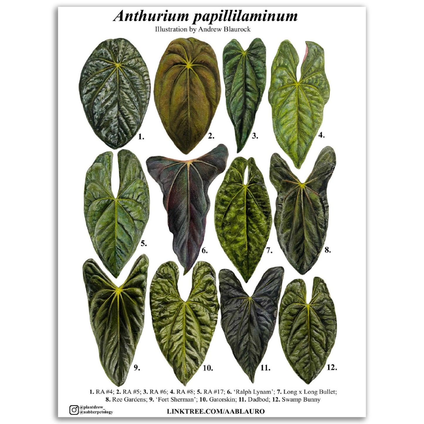 Anthurium papillilaminum clones - Classic Semi-Glossy Paper Poster