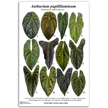 Anthurium papillilaminum - Premium Semi-Glossy Paper Poster