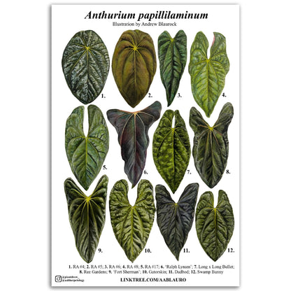 Anthurium papillilaminum clones - Classic Semi-Glossy Paper Poster