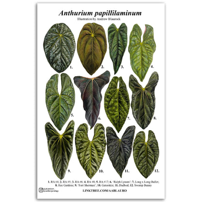 Anthurium papillilaminum - Premium Matte Paper Poster