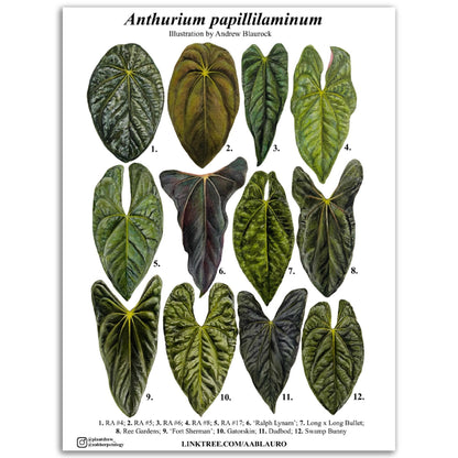 Anthurium papillilaminum clones - Classic Semi-Glossy Paper Poster