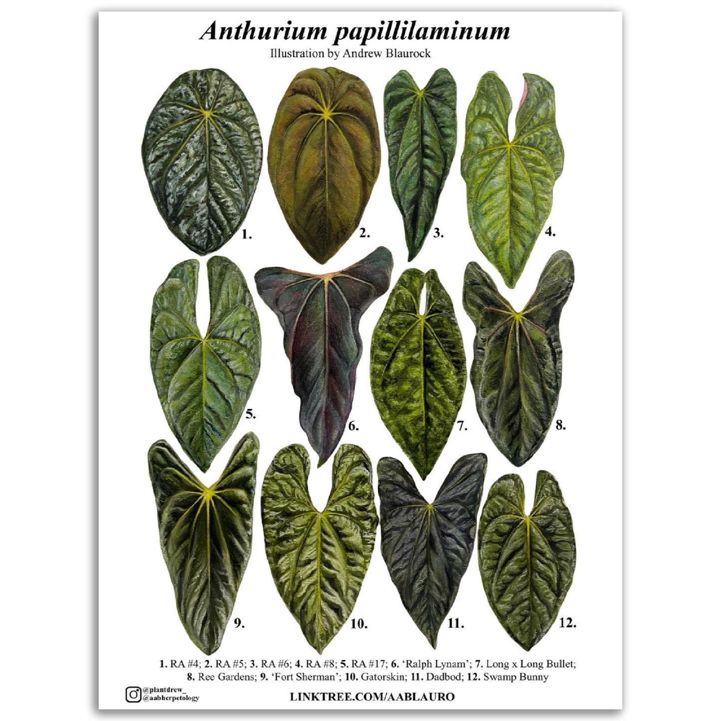 Anthurium papillilaminum - Premium Matte Paper Poster