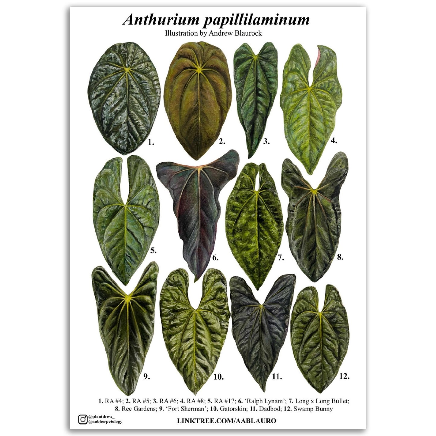 Anthurium papillilaminum - Premium Matte Paper Poster