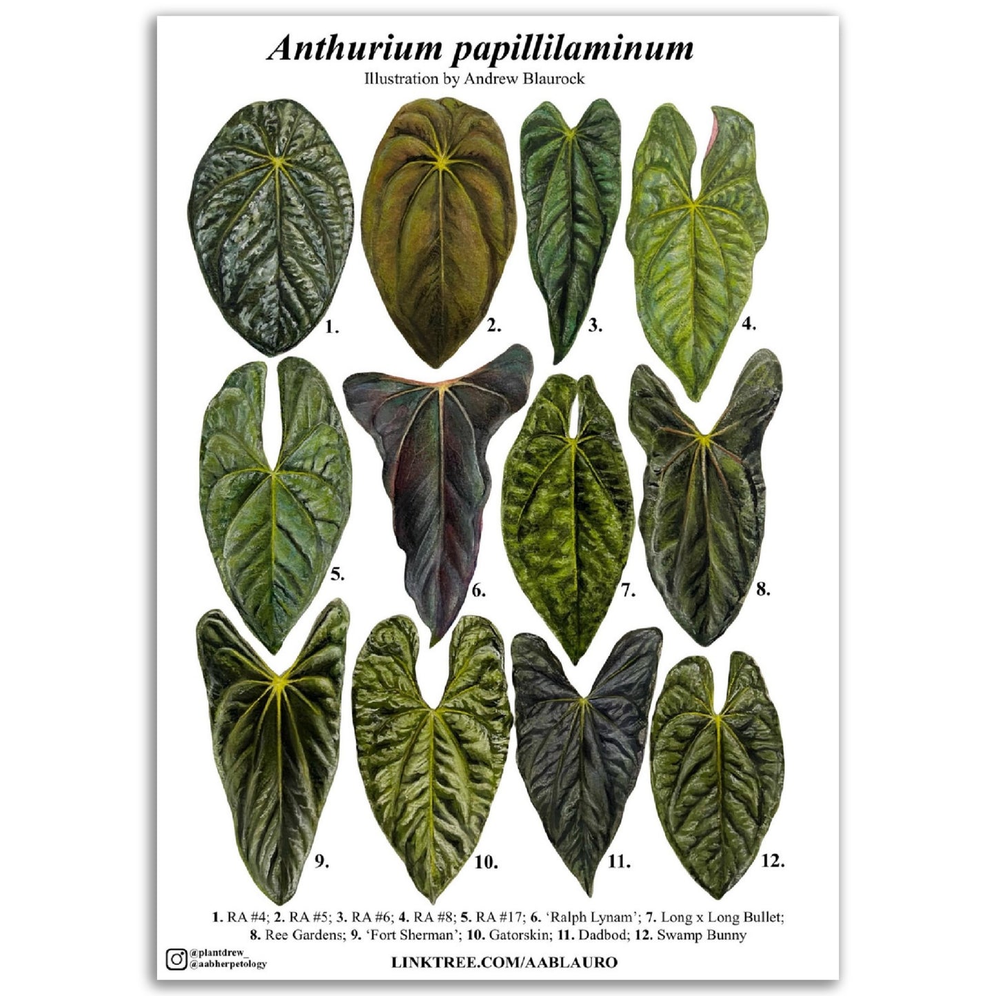 Anthurium papillilaminum clones - Classic Semi-Glossy Paper Poster