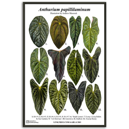 Anthurium papillilaminum - Premium Semi-Glossy Paper Poster [Metal Framed]