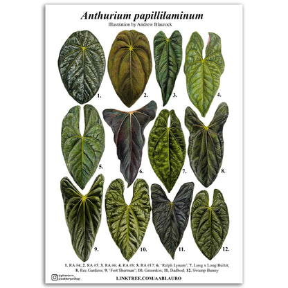 Anthurium papillilaminum clones - Classic Semi-Glossy Paper Poster