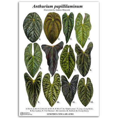 Anthurium papillilaminum - Premium Semi-Glossy Paper Poster