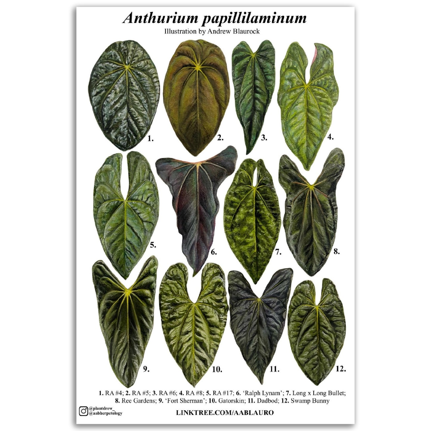 Anthurium papillilaminum clones - Classic Semi-Glossy Paper Poster