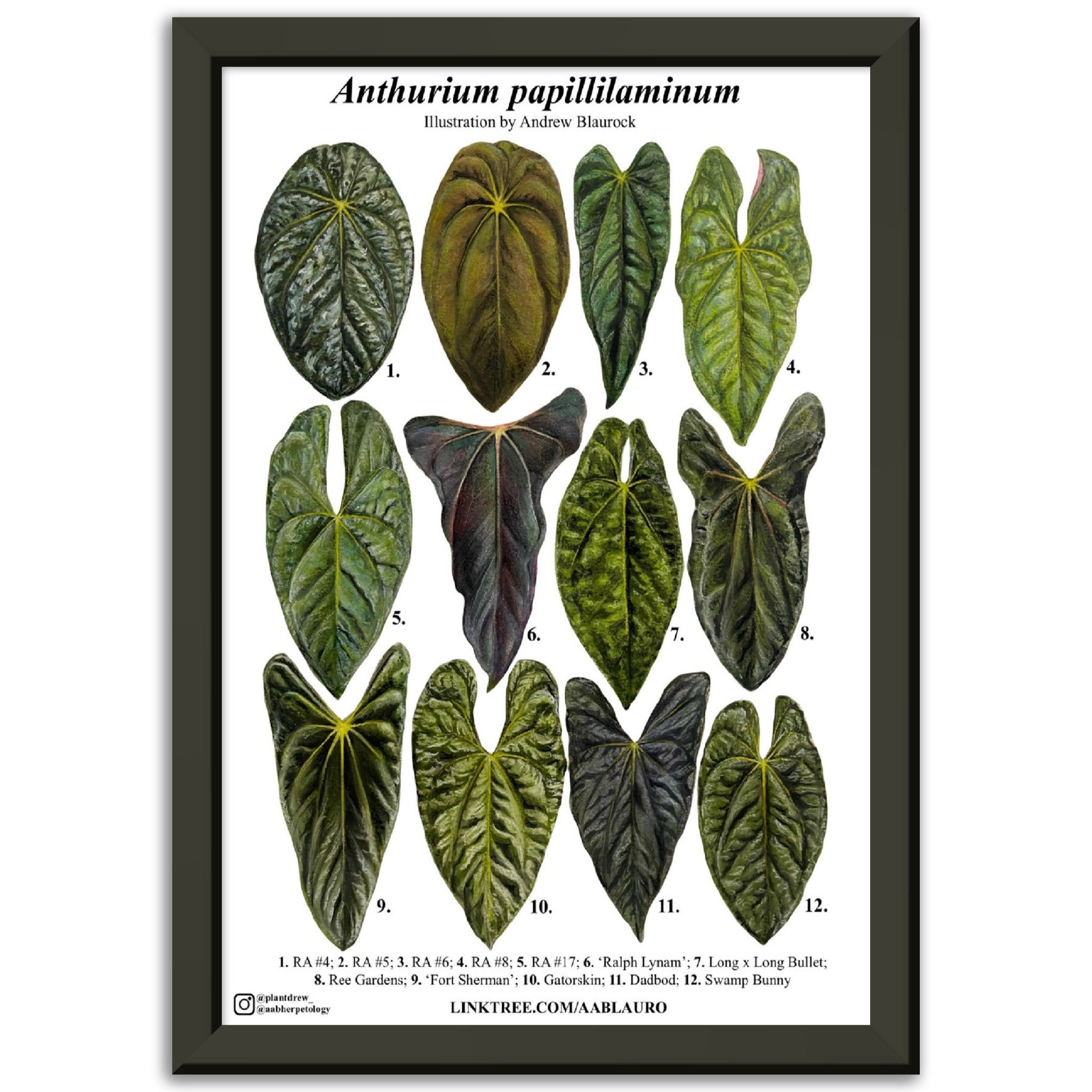 Anthurium papillilaminum - Premium Semi-Glossy Paper Poster [Metal