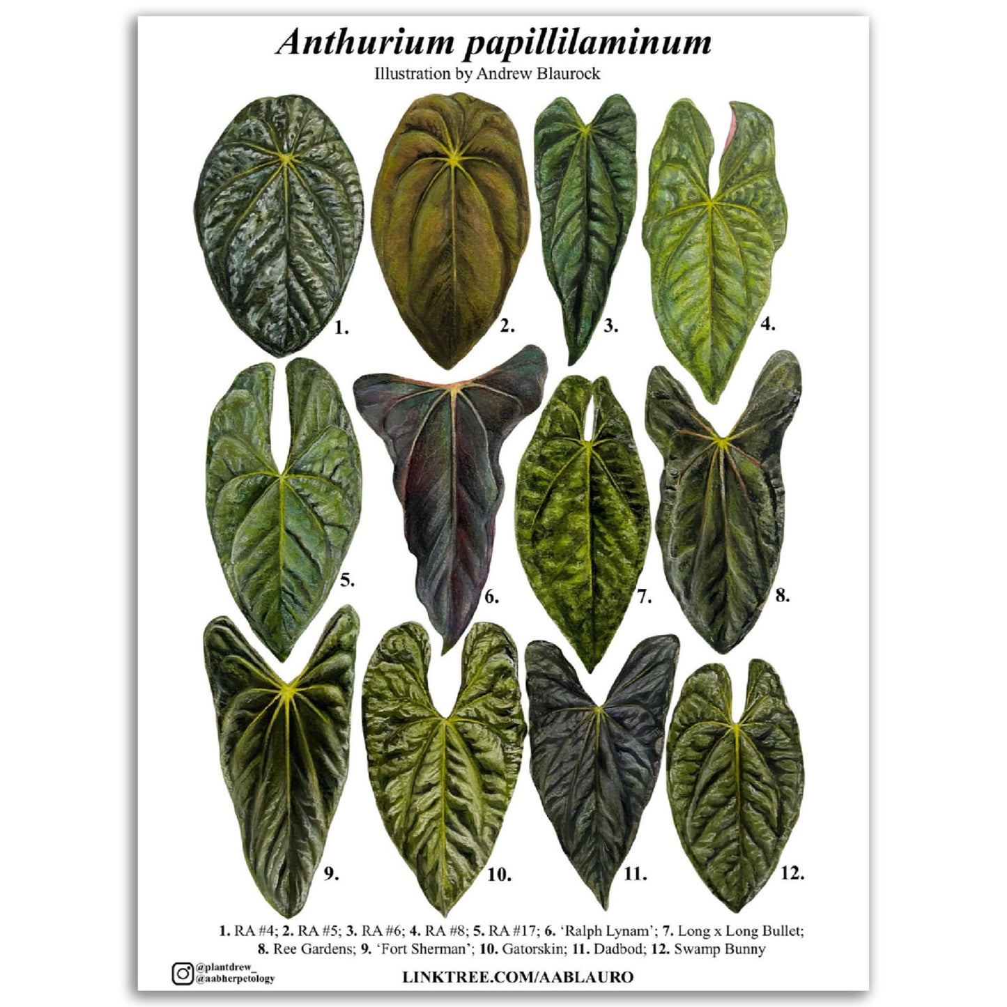 Anthurium papillilaminum - Premium Semi-Glossy Paper Poster