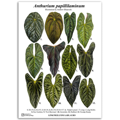 Anthurium papillilaminum - Premium Semi-Glossy Paper Poster