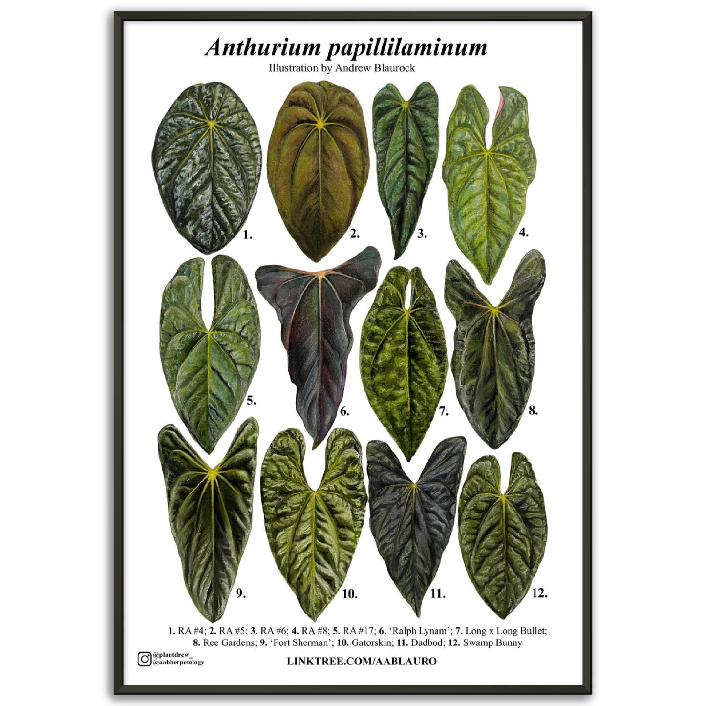 Anthurium papillilaminum - Premium Matte Paper Poster [Metal Framed]