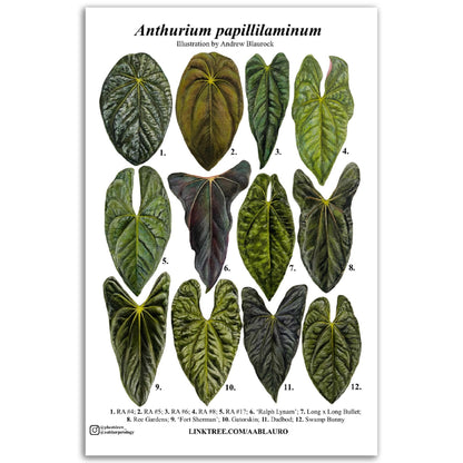 Anthurium papillilaminum - Premium Semi-Glossy Paper Poster