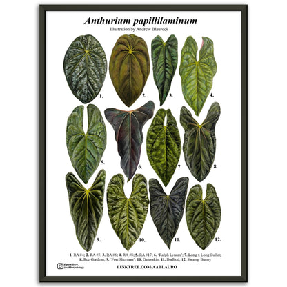 Anthurium papillilaminum - Premium Matte Paper Poster [Metal Framed]