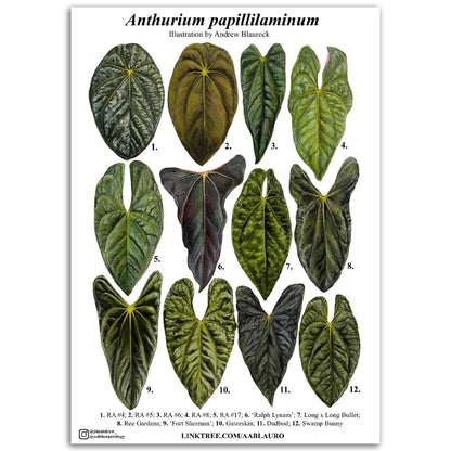 Anthurium papillilaminum - Premium Semi-Glossy Paper Poster