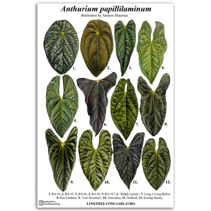 Anthurium papillilaminum - Premium Matte Paper Poster