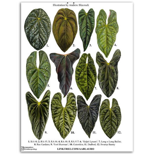 Anthurium papillilaminum clones - Classic Semi-Glossy Paper Poster