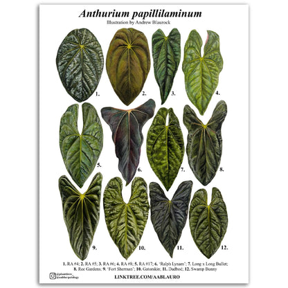 Anthurium papillilaminum - Premium Matte Paper Poster