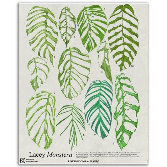 Lacey Monstera - Classic Matte Paper Poster