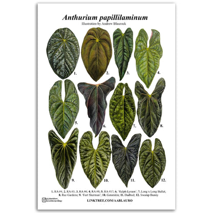 Anthurium papillilaminum - Premium Semi-Glossy Paper Poster