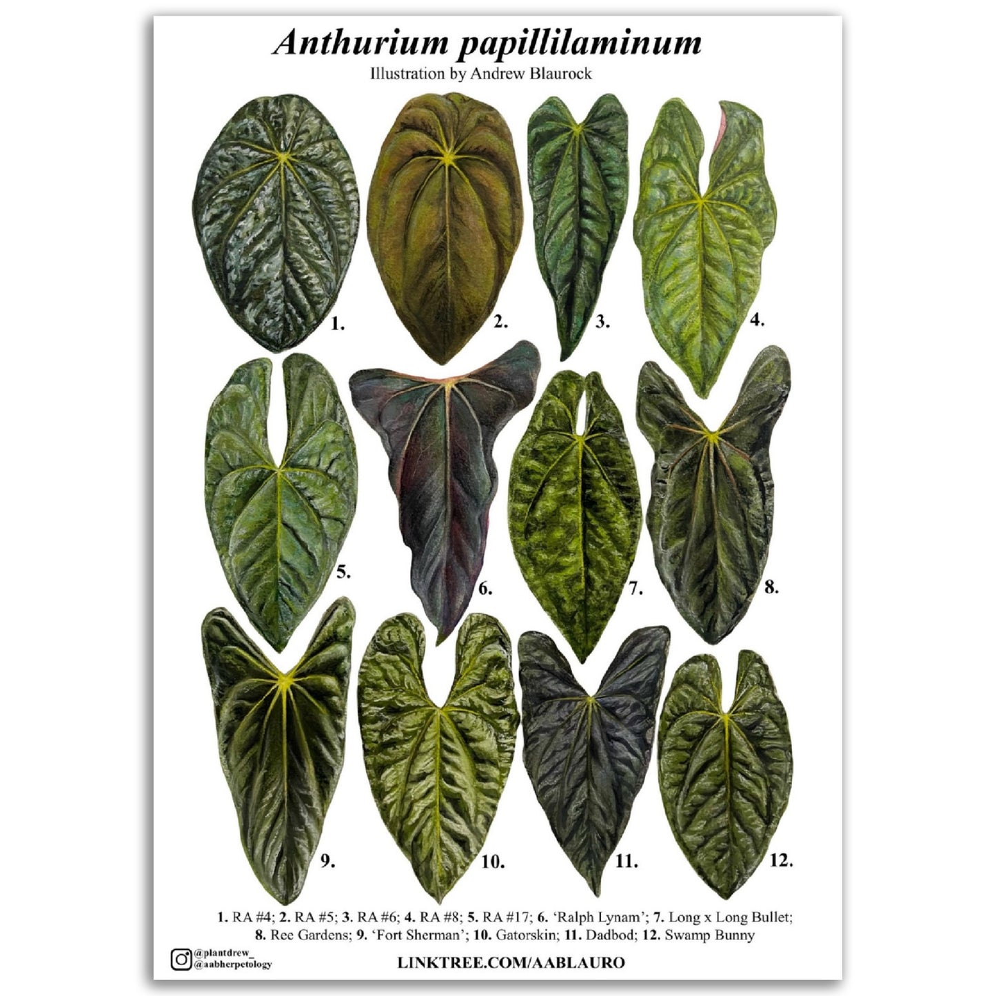 Anthurium papillilaminum - Premium Matte Paper Poster