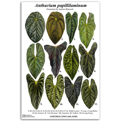 Anthurium papillilaminum - Premium Matte Paper Poster