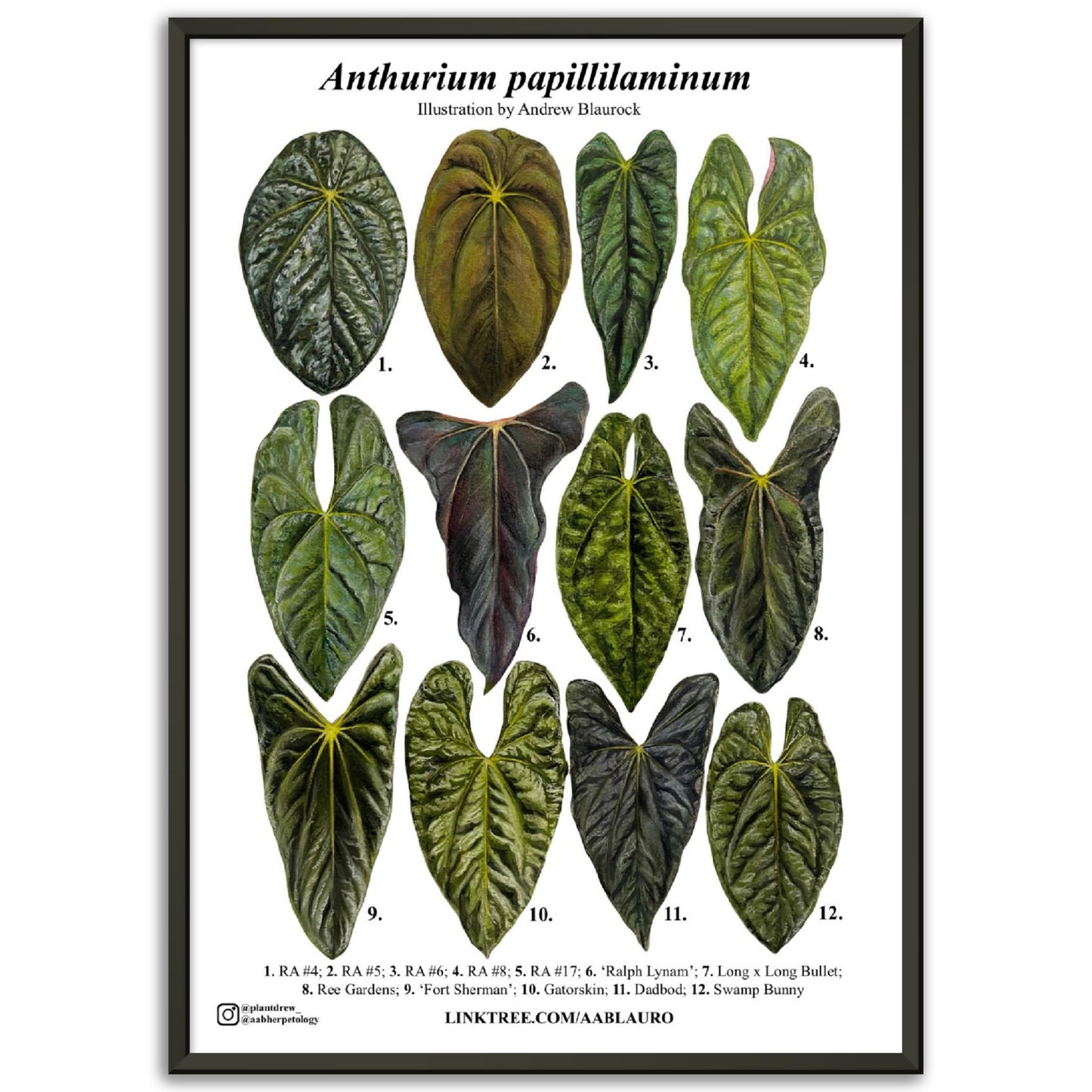 Anthurium papillilaminum - Premium Matte Paper Poster [Metal Framed]